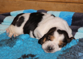 Basset hound - štěňátka s PP po importovaných rodičích - 8