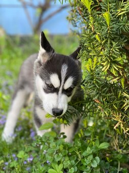 🐾 Nabízíme našeho psa ke krytí – Sibiřský husky 🐾 - 8