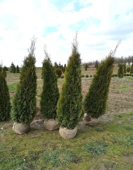 Thuje Thuja Smaragd - rozvoz po celé ČR - 8