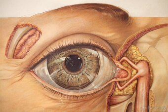Staré školní plakáty anatomické (různé druhy) - 8