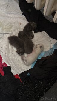 Britský color point ke krytí - 8