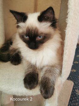 Ragdoll koťátka bez PP - 8