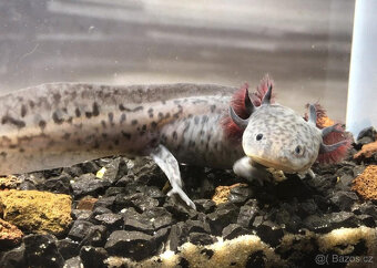 Axolotl od chovatele - axolotly.cz - 8