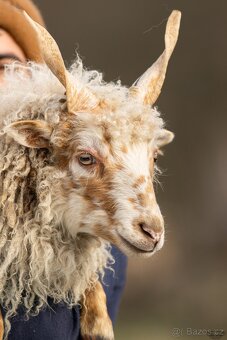 Cápova ovce - ovečky a beránci Hortobagy racka sheep - 8