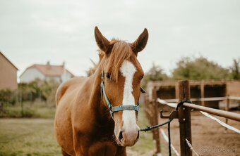 Polský sportovní kůň - valach - 8