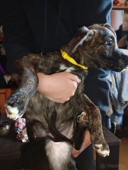 Štenata kříženci - 8