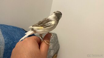 Prodám kanárka samička - 8