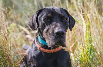 Louisiánský leopardí pes s PP - 8