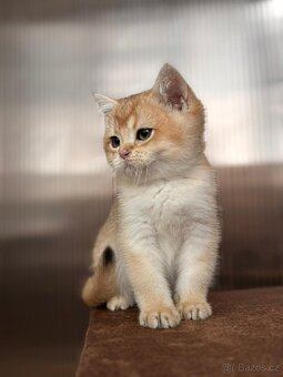 Zlata cincila, britsky kluk s PP-BRI ny11, k odbery hned - 8