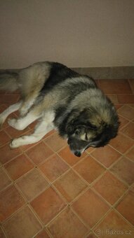 Kavkazský Pastevecký pes - krytí - 8