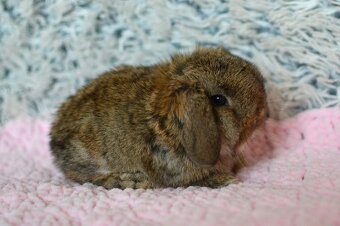 Nabízíme minilopy k rezervaci - 8