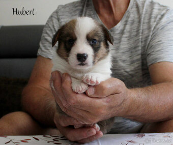 Welsh corgi cardigan - 8