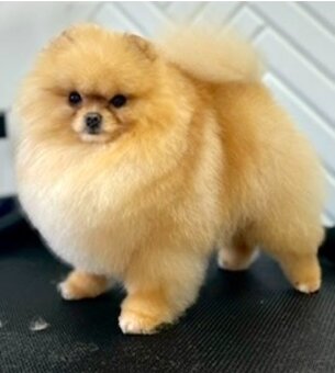 Pomeranian / Německý špic trpasličí s PP - 8