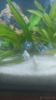 Cichlidy papoušči Blue - 8