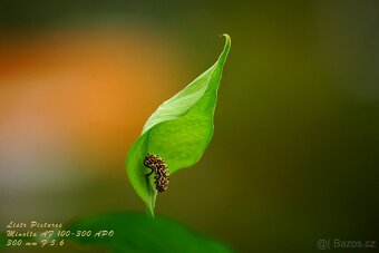 Objektiv Minolta AF 100-300 mm APO - 8