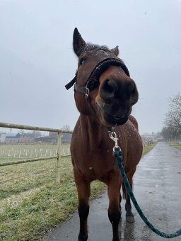 Valach na rekreaci slovensky športový pony 150vkh - 8
