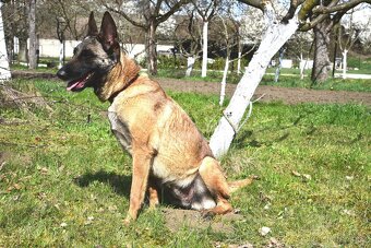 Malinoiska Naomi hledá domov - 8