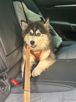 4měsíční štěně pomsky na prodej (mini husky) - 8