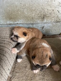 Akita inu štenátka - 8