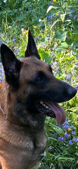 Rezervace na štěňátka belgického ovčáka Malinois - 8