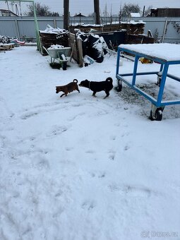 Pražský krysařík - 8