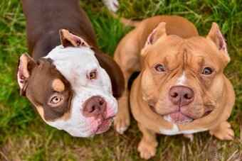 Psík American Bully s pp (ABKC) - 8