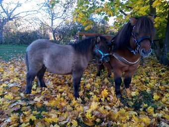 Shetland pony s pp - 8