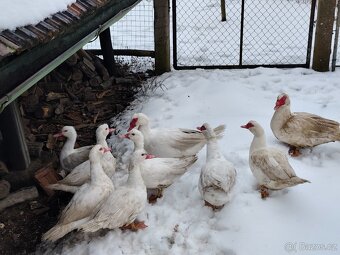 Kachna pižmová - 8