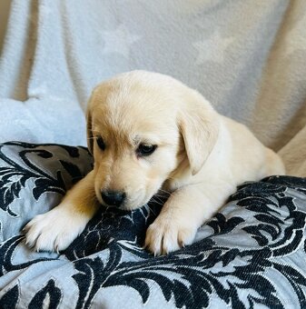 štěňata labrador a – připravena k odběru - 8