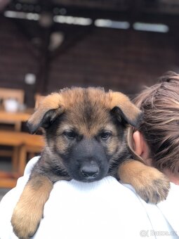 Stenata německého ovcaka - 8