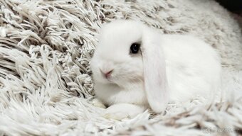 Zakrslý beránek, králíček, králík - FILIP - 8