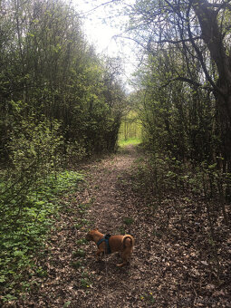 Pronájem (možný i prodej na splátky) 6.917 m2 Jestřabice - 8