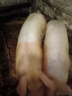 Prodám vykrmené prase - 8
