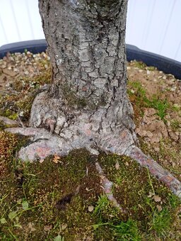 Lípa malolistá (Tilia cordata) bonsai - 8