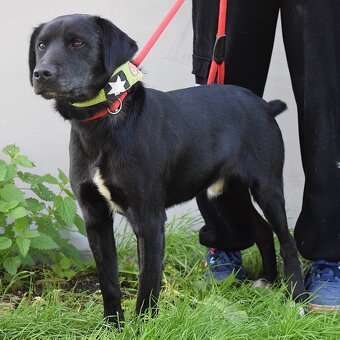 💓 Ducan – krásný černý bojovník s velkým srdcem - 8