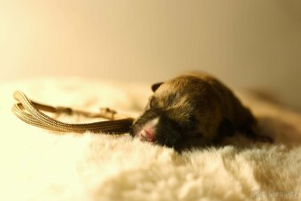 Americký stafordšírský teriér - štěňátka s PP - 8