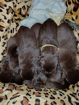 Štěňátka Labradora - 8