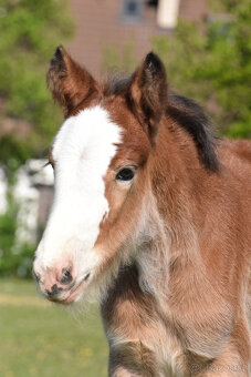 klisnička irský cob - 8