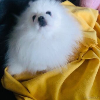 Pomeranuan štěňátko(mini)s Pp - 8