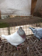 Prodam holuby giganty, americké výstavní a kalifornské - 8