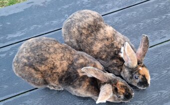 REX DS ČŽ samci kominíci s PP - 8