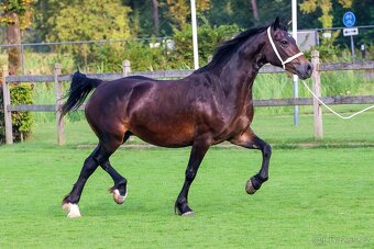 Welsh cob - hřebeček - 8