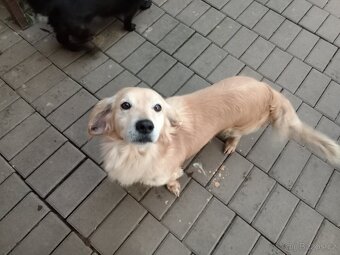 Jezevčík krásná štěňata - 8