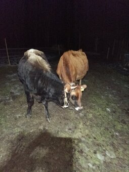 Březí jalovice Yersey - 8