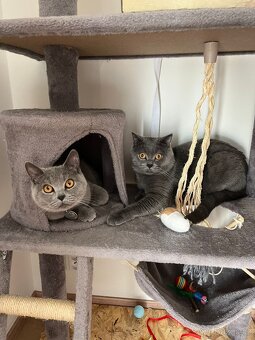 Britské modré kotě – kocourek (bez PP) - 8