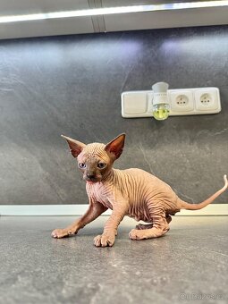 Sphynx - 8
