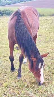 Quarter horse klisna - 8