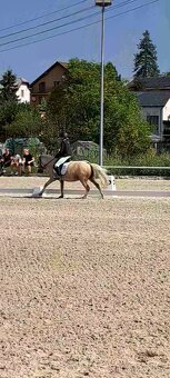 Pony S klisna 9 let 114 KVH – drezura/parkur/ZZVJ/výstavy/le - 8