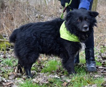TICEAS K ADOPCI- 3 ROKY,TULÍCÍ ČERTÍK,HODNÝ,KLIDNÝ - 8