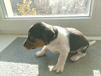 Jack Russell Teriér šteniatka - 8